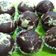 Cooksnap dari Fadila Fikriani Armadita untuk resep Muffin coklat super lembut dan nyoklattt (kukus)