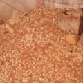 صورة من مطبخ أم عبدو ، شاركها بعد تجربة وصفة بركوكس او عيش