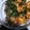 Cooksnap dari fitri apriani untuk resep Ayam Rica-Rica Kemangi