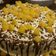 El cooksnap de Laura Aro Gallardo cuando hizo Crema chantilly para decorar tortas.