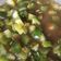 Cooksnap dari Whosy Whoreary untuk resep Asinan Timun Terasi