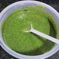Falguni Shah's cooksnap of when they made લીલા લસણ ની ચટણી (Green Lasan Chutney Recipe In Gujarati).