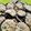 Cooksnap dari Cicindhrzki untuk resep Oatmeal Cinnamon Kurma Cookies