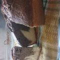 El cooksnap de Lujan Ocampos cuando hizo Torta marmolada 😍.