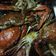 Cooksnap dari Febriani Nurmalasari untuk resep Kepiting Saus Pedas Manis