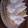 El cooksnap de Noe Ar cuando hizo Lemon Pie, Doble limón.