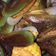 Cooksnap dari Ita Iftitahus S untuk resep Kerang hijau saus padang