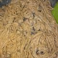 Cooksnap dari Shafira Agiza untuk resep Creamy Garlic Shrimp Mushroom PASTA 🧄🍤 🍄 🍝