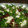 El cooksnap de Lady Marmalade cuando hizo Ensalada de Rúcula, Pera, Membrillo y Queso.