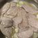 El cooksnap de mcarmen.sanchez cuando hizo Solomillo al ajillo fácil.