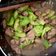 Cooksnap của Thênh Thang khi họ làm theo món Mướp xào lòng gà