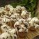 Cooksnap dari Dina Martha untuk resep 37. Bolu Kukus Mekar Dalmatian 1 Telur