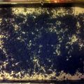Dawn 's cooksnap of when they made Oreo surprise.