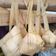 Cooksnap dari Eka Fazri untuk resep Ketupat Hemat Gas