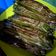 Cooksnap dari Brilliantine Ch untuk resep Lemper Abon Tuna
