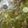 Sneha Patel's cooksnap of when they made Green Undhiyu.