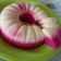 Cooksnap dari Muhammad Syaiful Anas untuk resep Puding buah naga merah