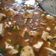 Cooksnap dari Rez Ono untuk resep MapoTofu halal #pr_cincaylaah