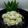 Cooksnap dari Eriska dwi untuk resep Putri Salju Pandan Keju (Eggless)