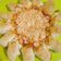 Cooksnap dari Sitepu (MamaJo's Kitchen) untuk resep Cheesy Bites Pizza