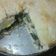 El cooksnap de gracieladionesalvi cuando hizo Masa para tartas saladas.