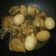 Cooksnap dari Maulina Bella untuk resep Ayam kecap (semur ayam)