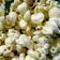 Cooksnap dari Nadia Bulqis Hidayati untuk resep Popcorn asin
