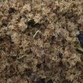 Cooksnap dari Ajeng Alannuariputri untuk resep Dendeng Ragi