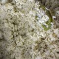 El cooksnap de Natalia Robledo cuando hizo Arroz verde o de espinacas.