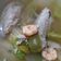 Cooksnap dari irma irma untuk resep Sop Ikan Batam by.V2