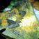 Cooksnap dari yuli edbert untuk resep Pepes Gurame