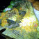 Cooksnap dari yuli edbert untuk resep Pepes Gurame