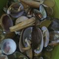 Cooksnap dari Marissa Eka untuk resep Kerang Dara Rebus
