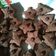 Cooksnap dari Reinhard Tumanggor untuk resep Kue kering cokelat