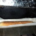 El cooksnap de saraduar cuando hizo Budín de naranja!! 🍊 húmedo y fácil 🙃.