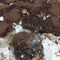 El cooksnap de claudia sanchez cuando hizo 🧉Tortitas negras.