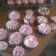 El cooksnap de Romiinaa cuando hizo Cupcake de chocolate.