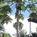 El cooksnap de Jennifer Chacon Lopez cuando hizo Papaya con yogurt.