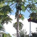 El cooksnap de Jennifer Chacon Lopez cuando hizo Papaya con yogurt.