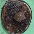 El cooksnap de euge cuando hizo Hotcakes de plátanos o banana.