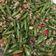 Cooksnap dari YoFeLa Kitchen untuk resep Tumis buncis daging cincang kilat