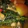Cooksnap dari musmus untuk resep Tumis kangkung balacan