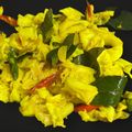 Cooksnap Elia Wahid semasa beliau membuat Kubis Goreng Mamak(Ala Nasi Kandar).