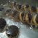 Cooksnap dari NoviTan untuk resep Donat lembut no telur