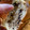 El cooksnap de Ani Rodriguez cuando hizo Pan dulce con chips de chocolate.