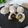 Cooksnap dari Laila Dawud untuk resep Fruit Mochi
