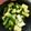 簡維毅 的 93芝麻油涼拌小黃瓜/快速消暑/家常菜 cooksnap