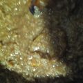 El cooksnap de Mariana cuando hizo Arroz con leche💓.