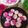 Cooksnap dari Indah Mei untuk resep Snow Skin Mooncake