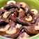 Cooksnap dari Marita Permata Sari untuk resep Choco Cashew Cookies / Kukis Kacang Mete